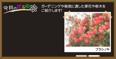 �����̉ԂƎ�